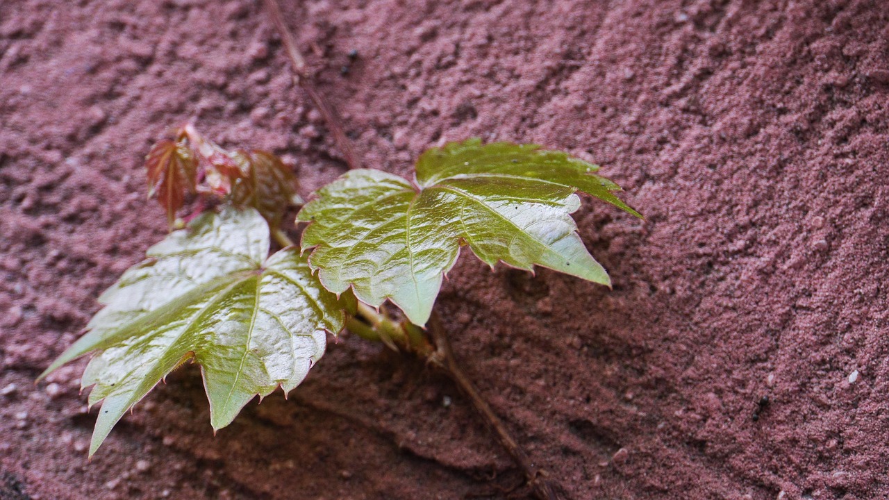 인천 중구 덕교동 개인회생 파산